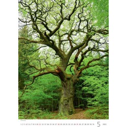 Trees/Bäume/Stromy