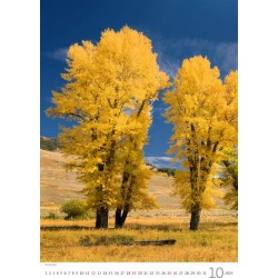 Trees/Bäume/Stromy