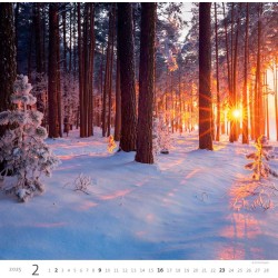 Forest/Wald/Les
