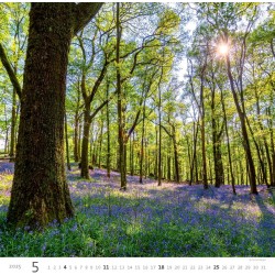 Forest/Wald/Les