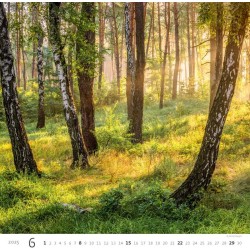 Forest/Wald/Les