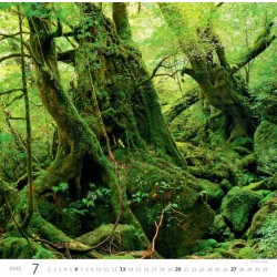 Forest/Wald/Les