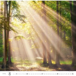 Forest/Wald/Les