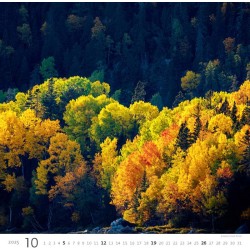 Forest/Wald/Les