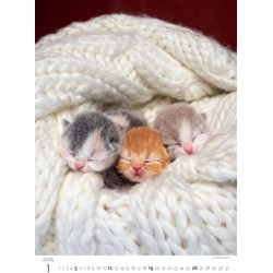 Kittens/Katzenbabys/Koťátka/Mačičky