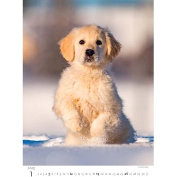 Puppies/Welpen/Štěňátka/Šteniatka