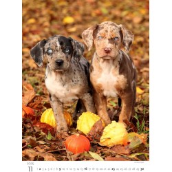 Puppies/Welpen/Štěňátka/Šteniatka
