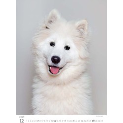 Puppies/Welpen/Štěňátka/Šteniatka