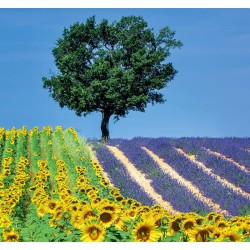 Provence