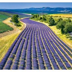 Provence