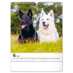 Nástěnný kalendář Psi 2024, 30 x 34 cm