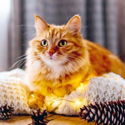 Poznámkový kalendář Kočky 2024, 30 x 30 cm