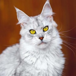 Poznámkový kalendář Kočky 2024, 30 x 30 cm