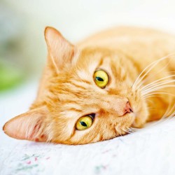 Poznámkový kalendář Kočky 2024, 30 x 30 cm