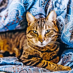 Poznámkový kalendář Kočky 2024, 30 x 30 cm