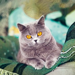 Poznámkový kalendář Kočky 2024, 30 x 30 cm