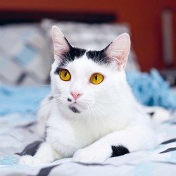 Poznámkový kalendář Kočky 2024, 30 x 30 cm