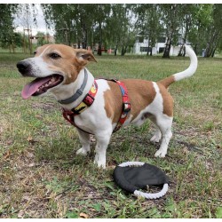 Frisbee pro psy RINGO