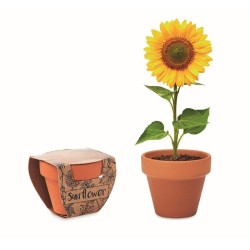 Terakotový květináč slunečnice
