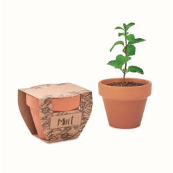 Mint pot Semínka máty v  květináčku