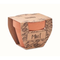 Mint pot Semínka máty v  květináčku